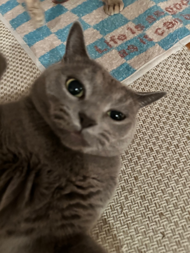 귀찮게 해서 짜증난 고양이