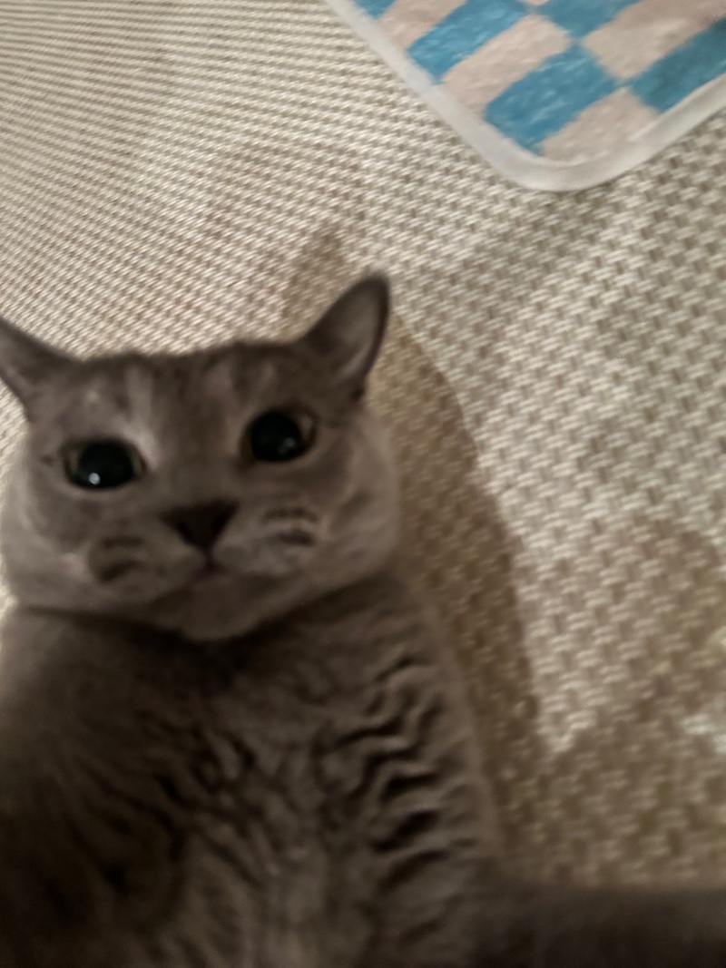 귀찮게 해서 짜증난 고양이