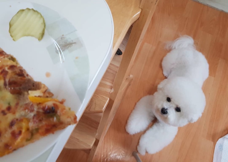 비숑