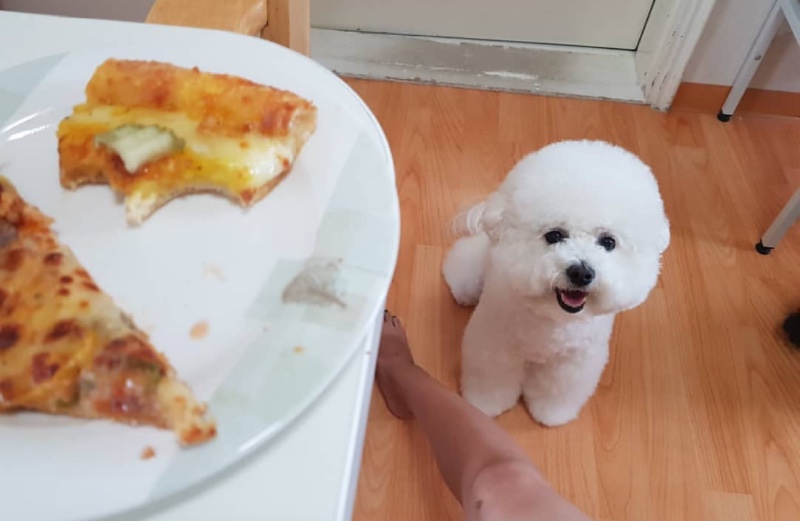 비숑