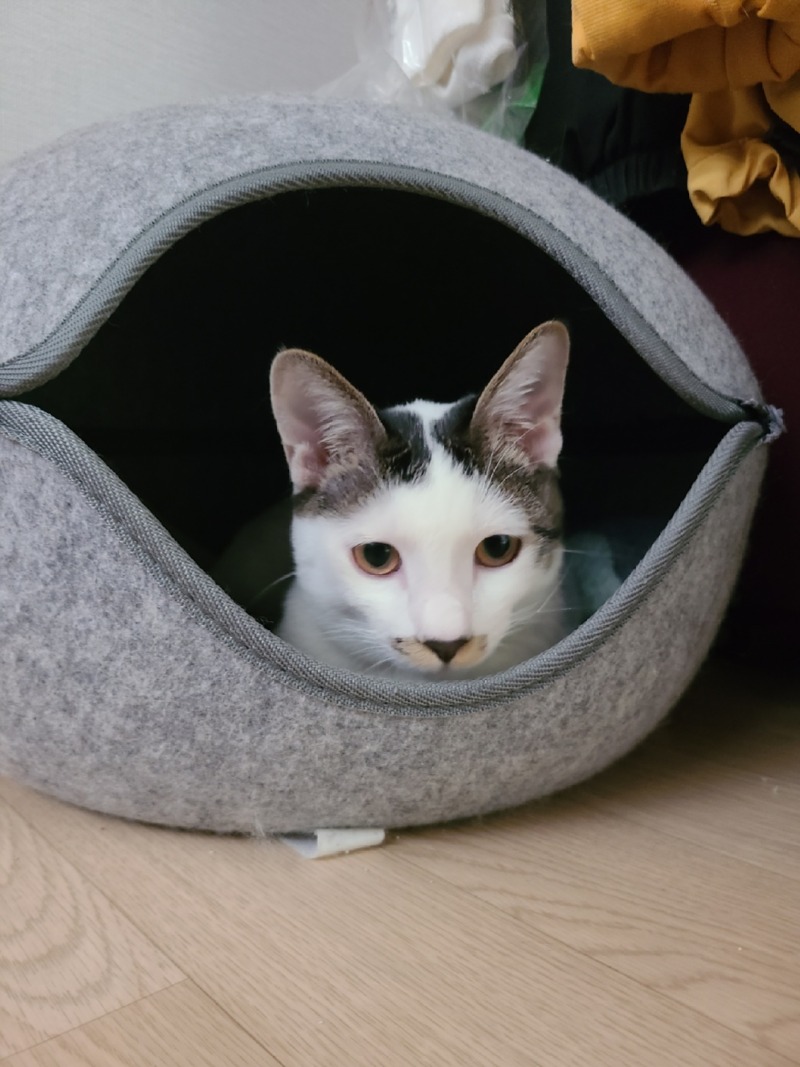 코로나로 힘들어도 늘 곁에 있어주는 삼봉이