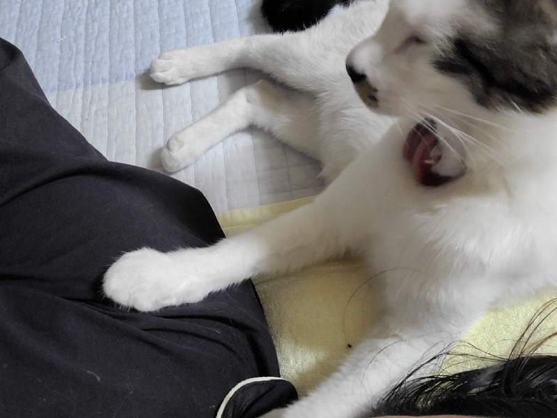 코로나로 힘들어도 늘 곁에 있어주는 삼봉이