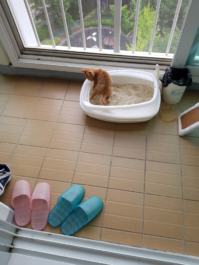 종이 딸기를 잘 갖고 노는 도담쓰 