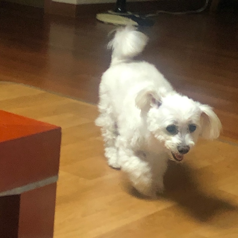 보리에욤