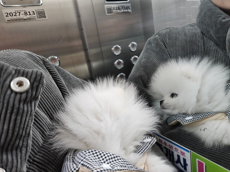 쌍둥이 냉냉이