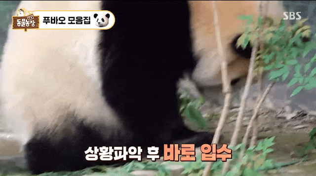 동물원의 슈퍼스타 판다