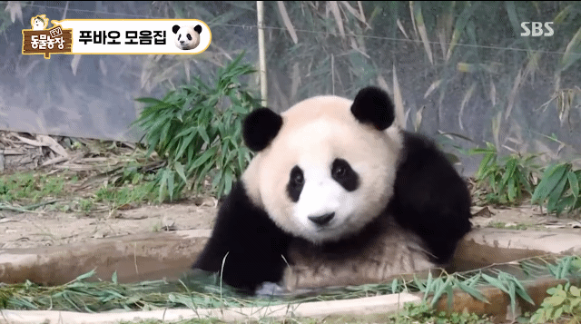 동물원의 슈퍼스타 판다