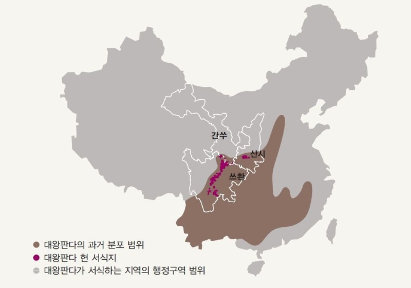 동물원의 슈퍼스타 판다