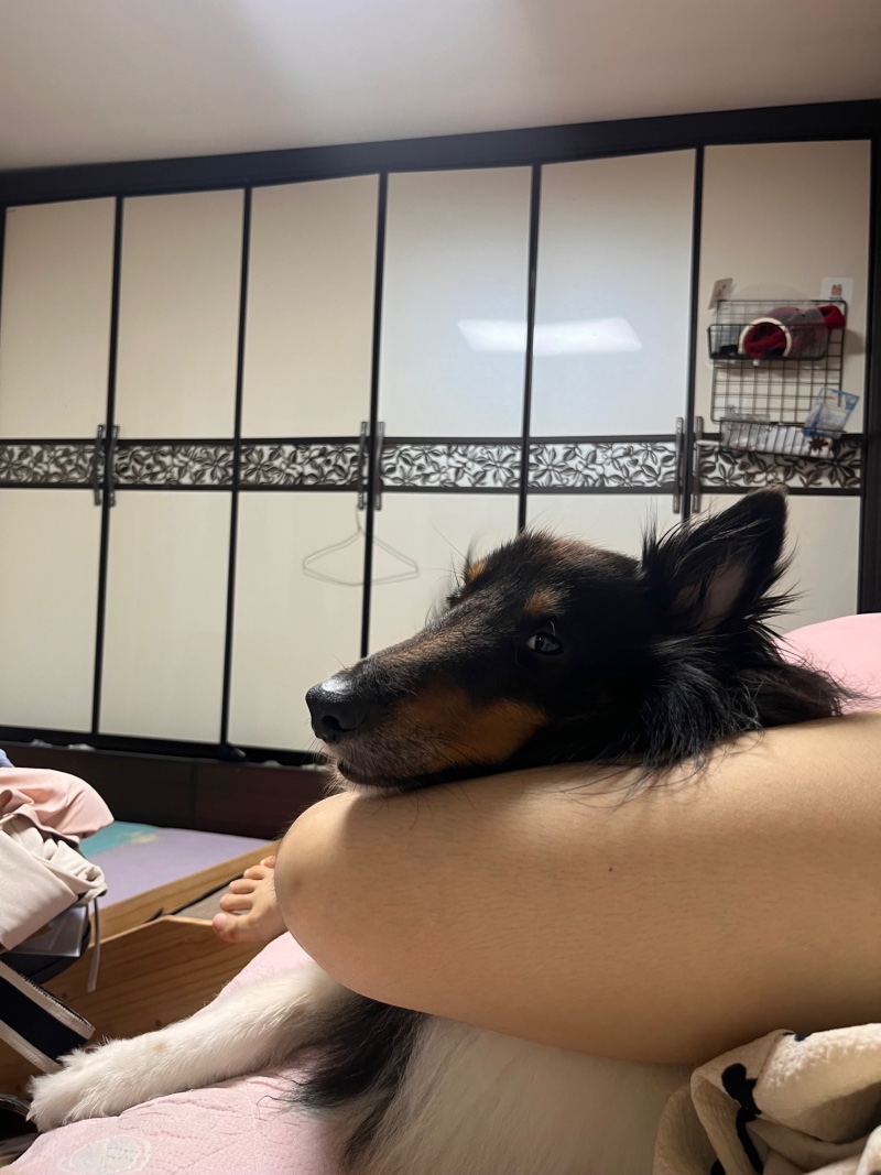 다리베개
