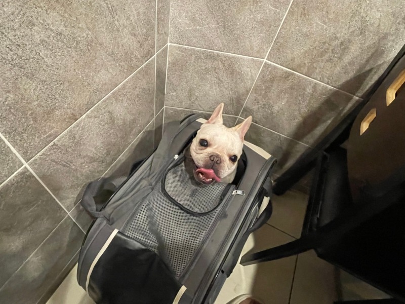 A4 PET 캐리어3.jpg