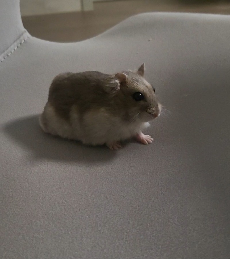 오늘도 귀여운 크림이