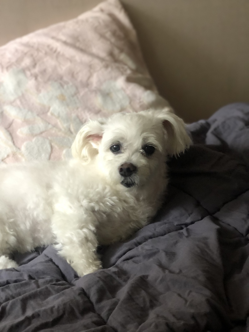 보리