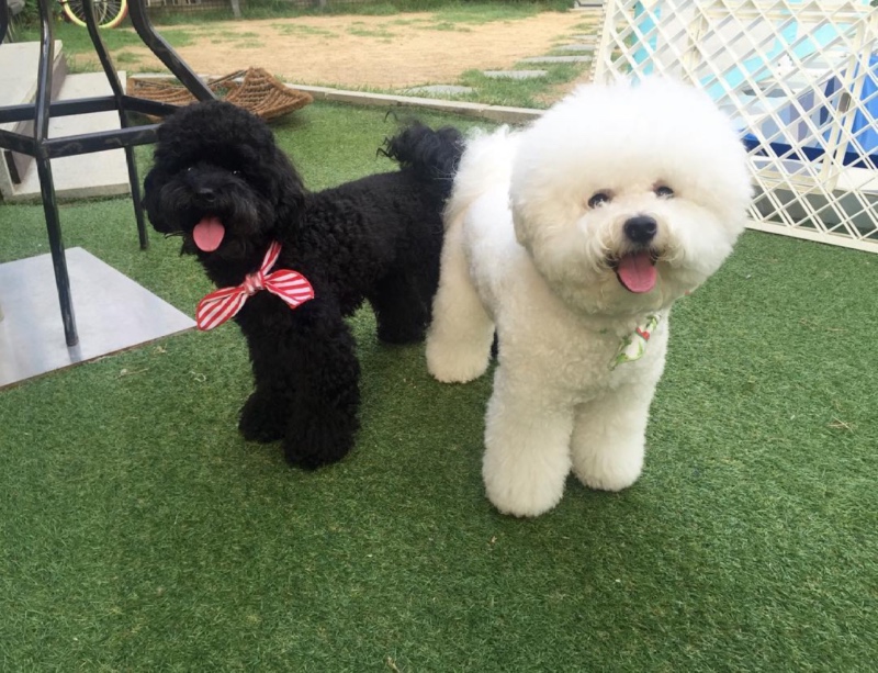 다독인더시티 애견동반카페 