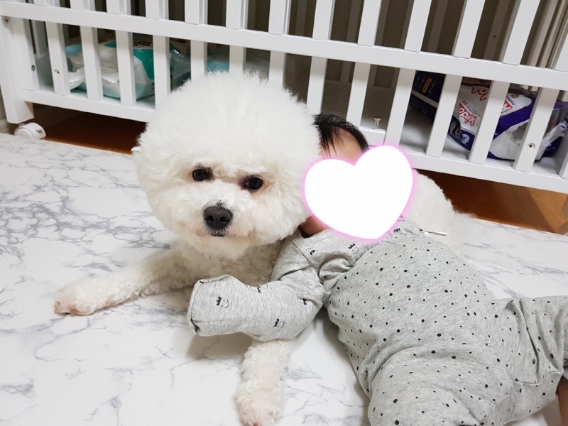 육아하는 강아지1