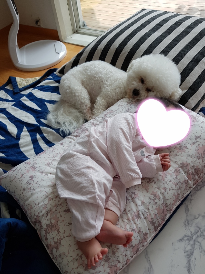 육아하는 강아지1