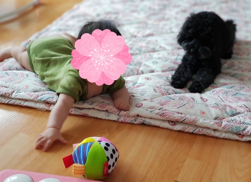 육아하는강아지2