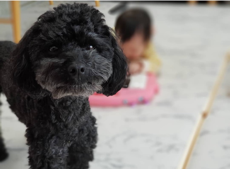 육아하는강아지2