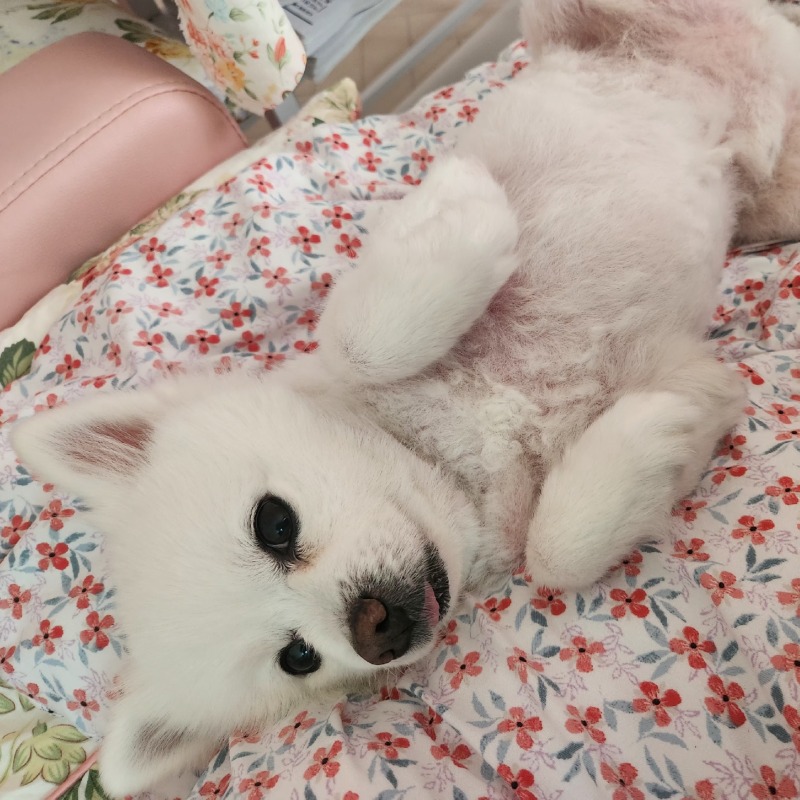 셀프미용 전 후 피곤한강아지