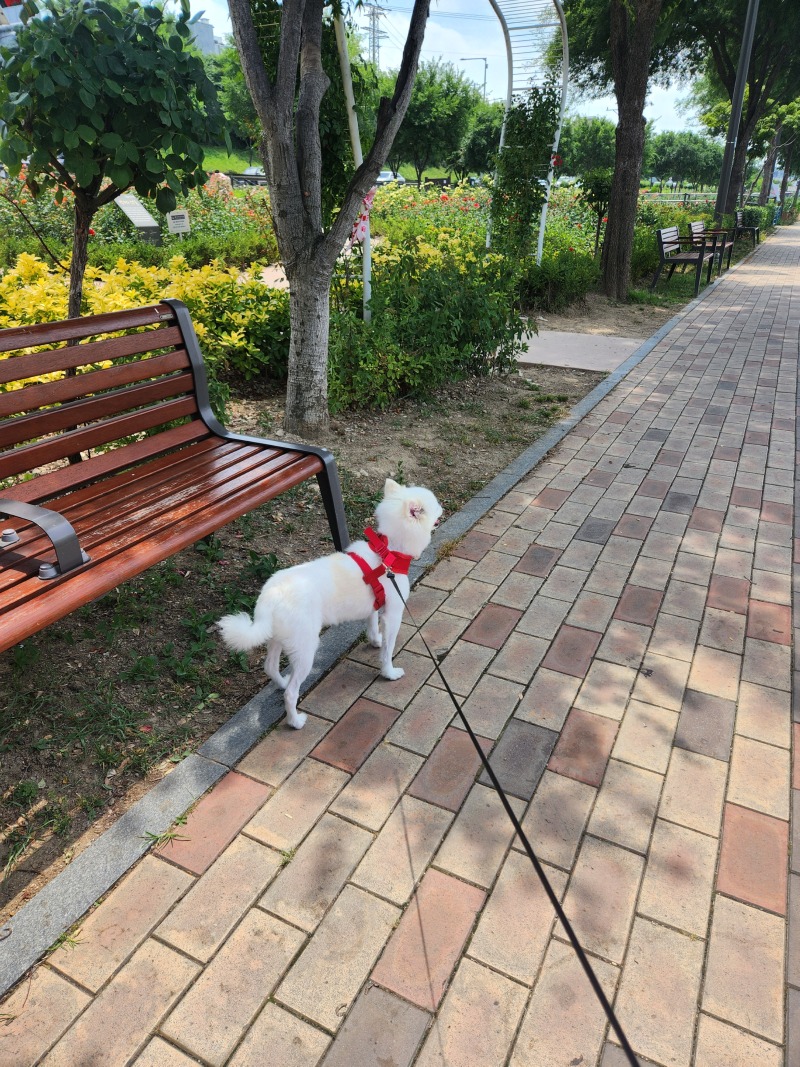 우리집 유일한 여자강쥐