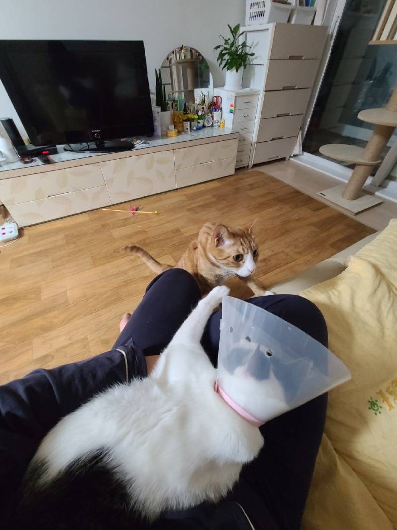 중성화 하던 날