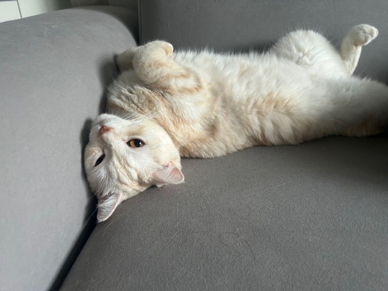 같은 고양이 맞지...?