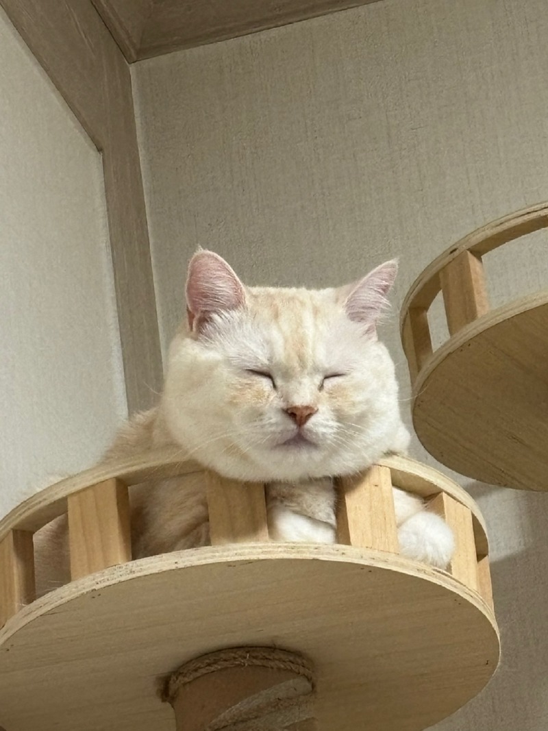 같은 고양이 맞지...?