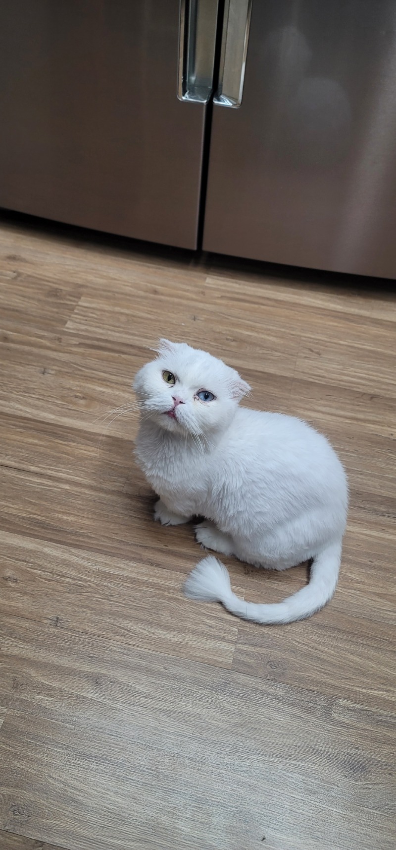 눈아프지말자 미오야 ㅜㅜ