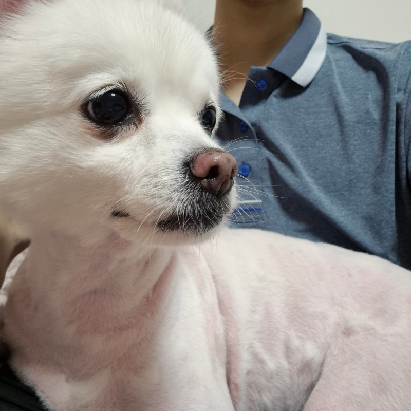 미용한 후 두치
