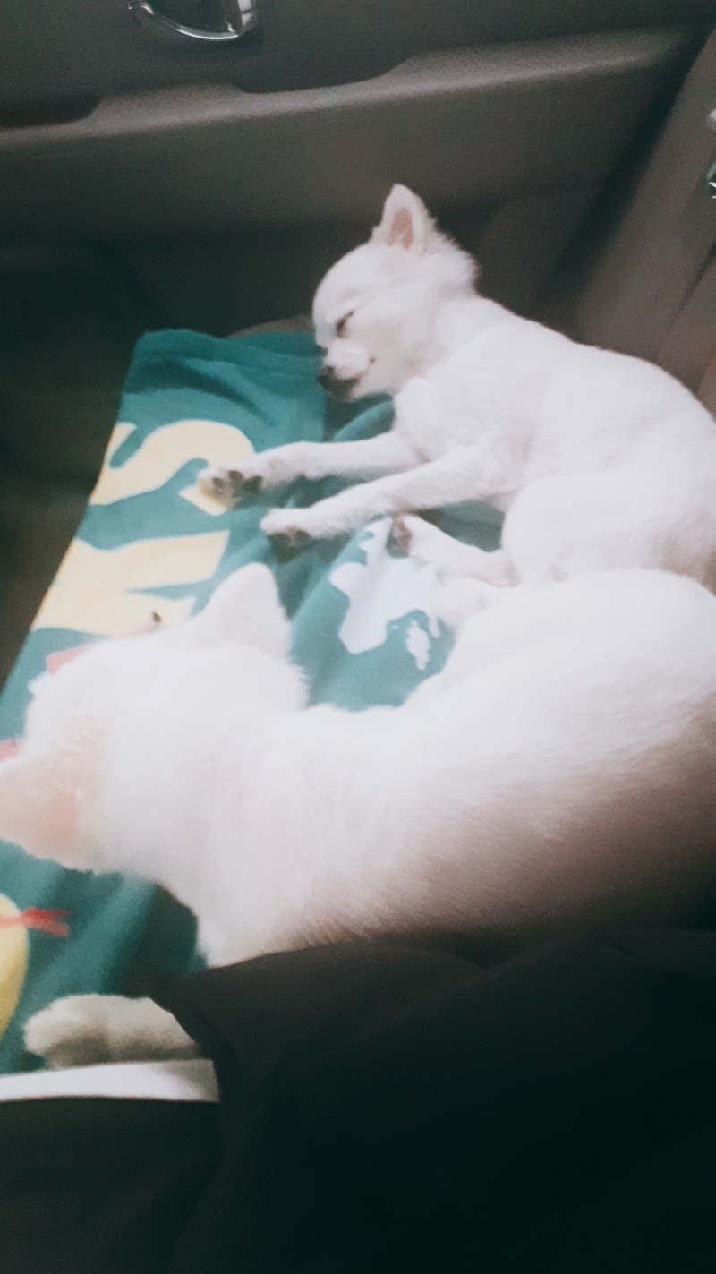 두치 6살때♡
