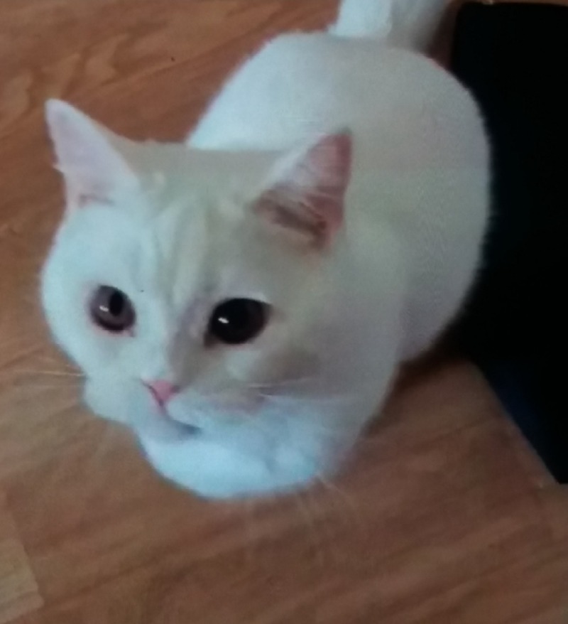 궁금희냥