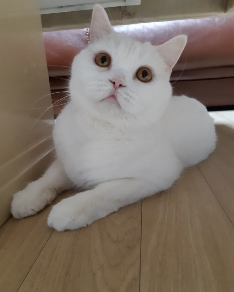 궁금희냥