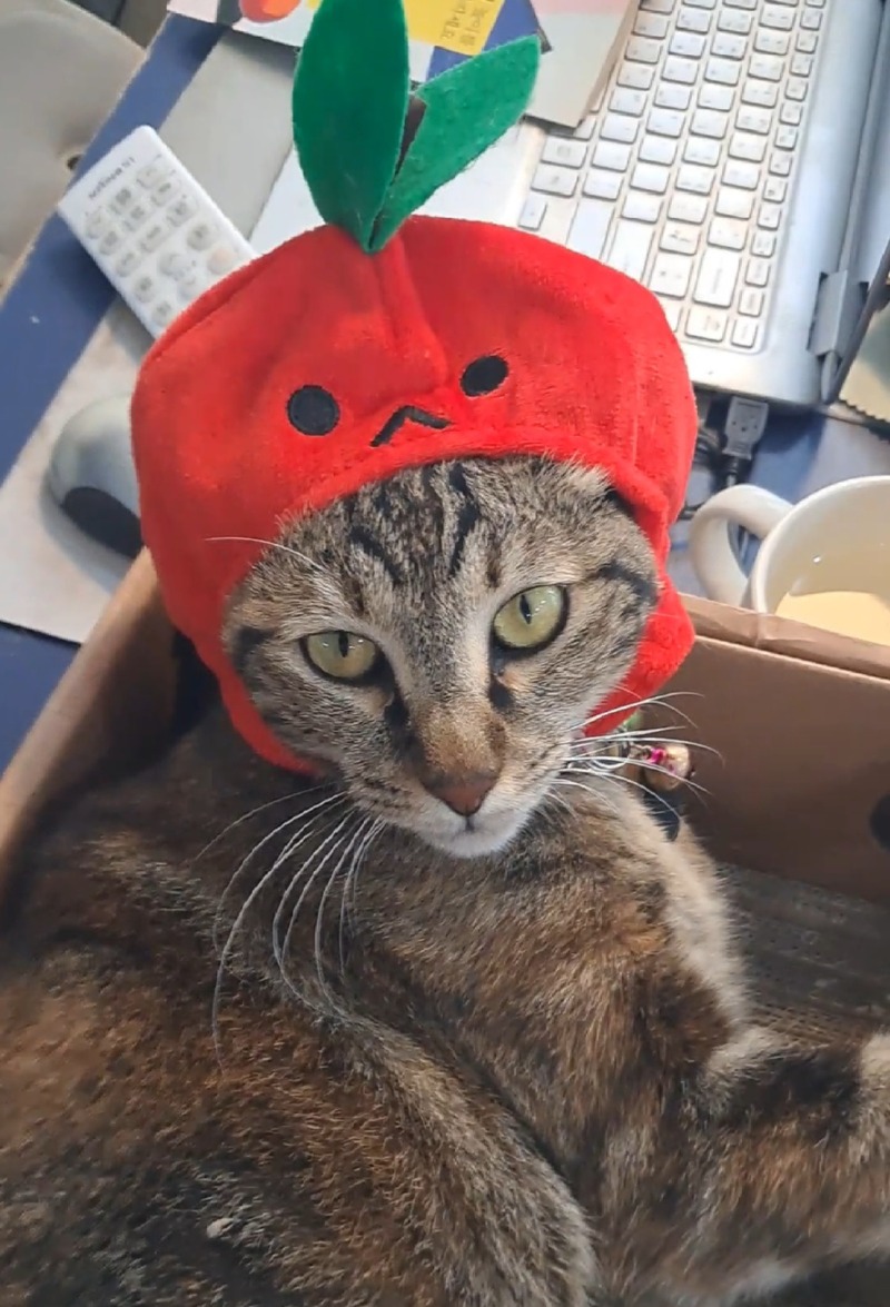 사과로 변신!!🍎🍎