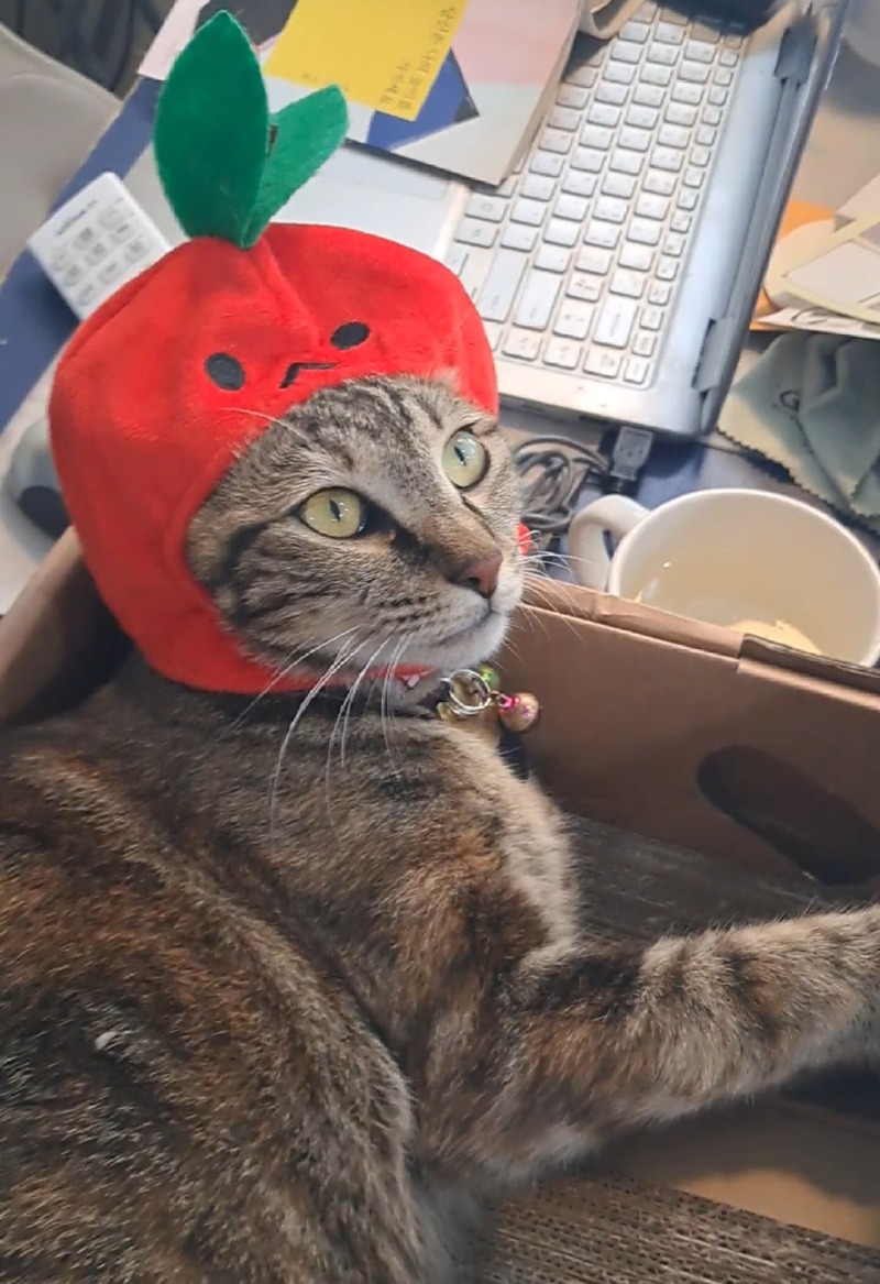 사과로 변신!!🍎🍎