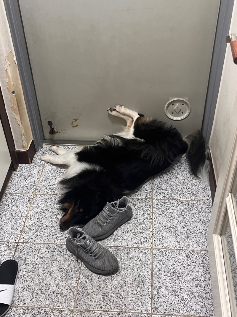 꿈자리