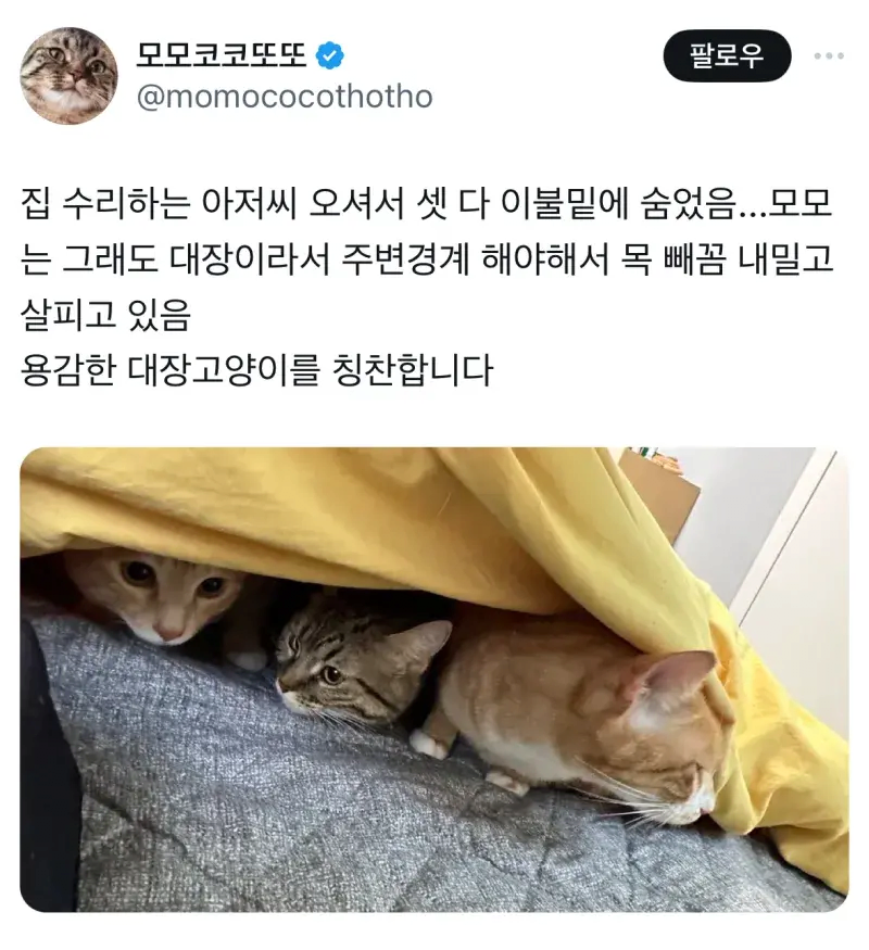 용감한 고양이