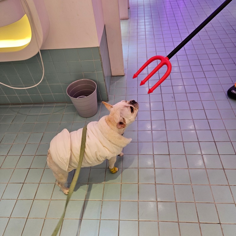 도그아이 렉스카라패딩.jpg