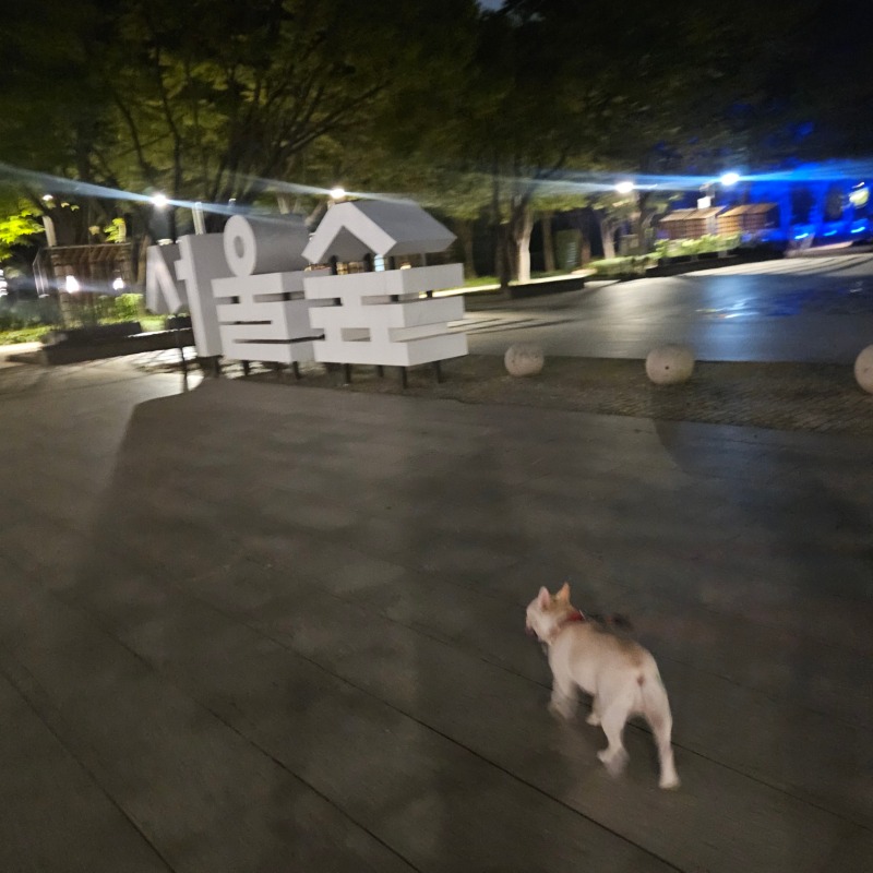 애견동반 서울숲 산책