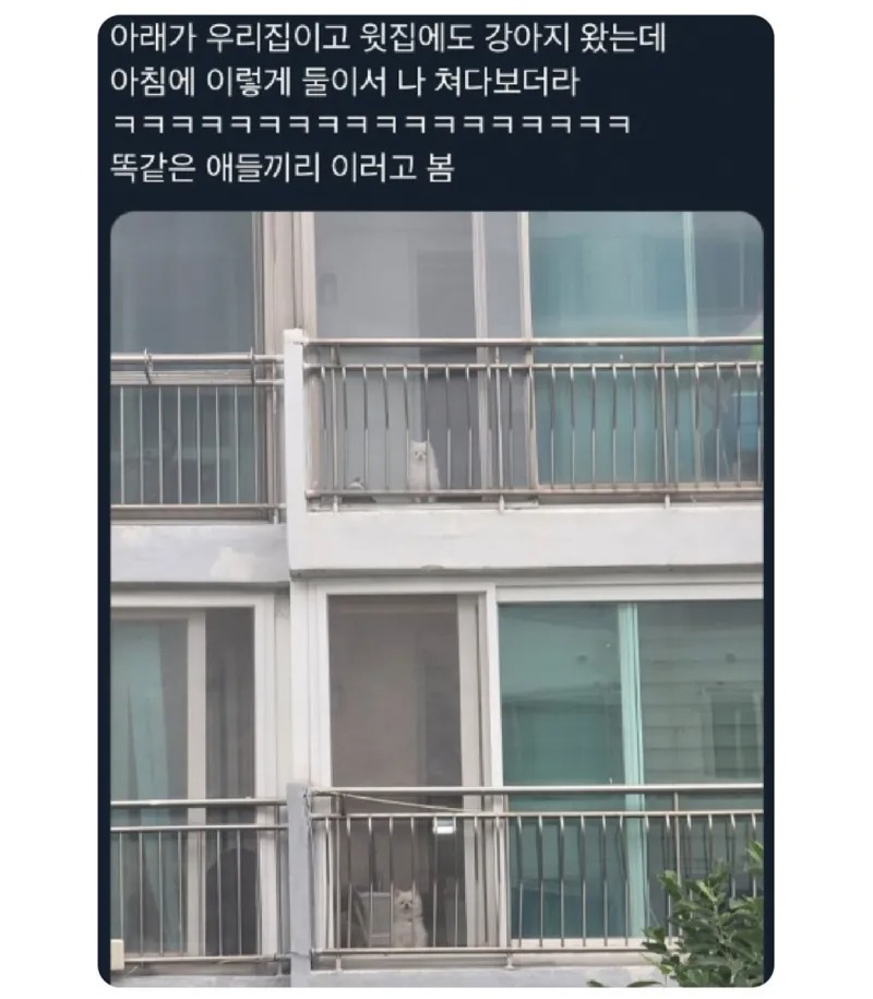 윗집과 아랫집 강아지들