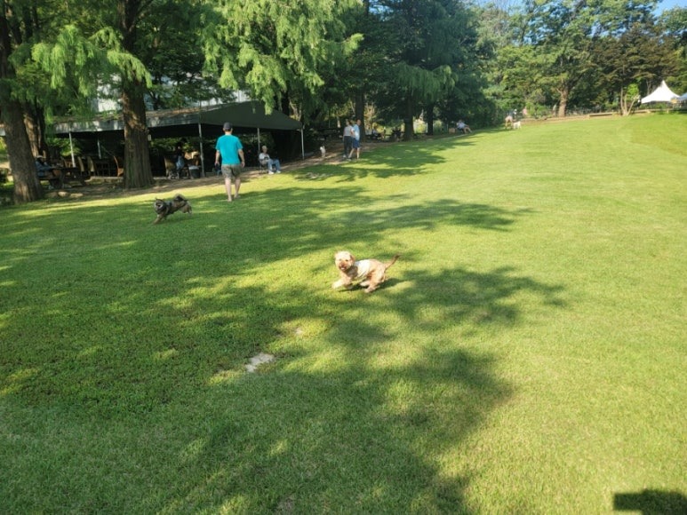양주 애견운동장 최고봉 "네이처독"