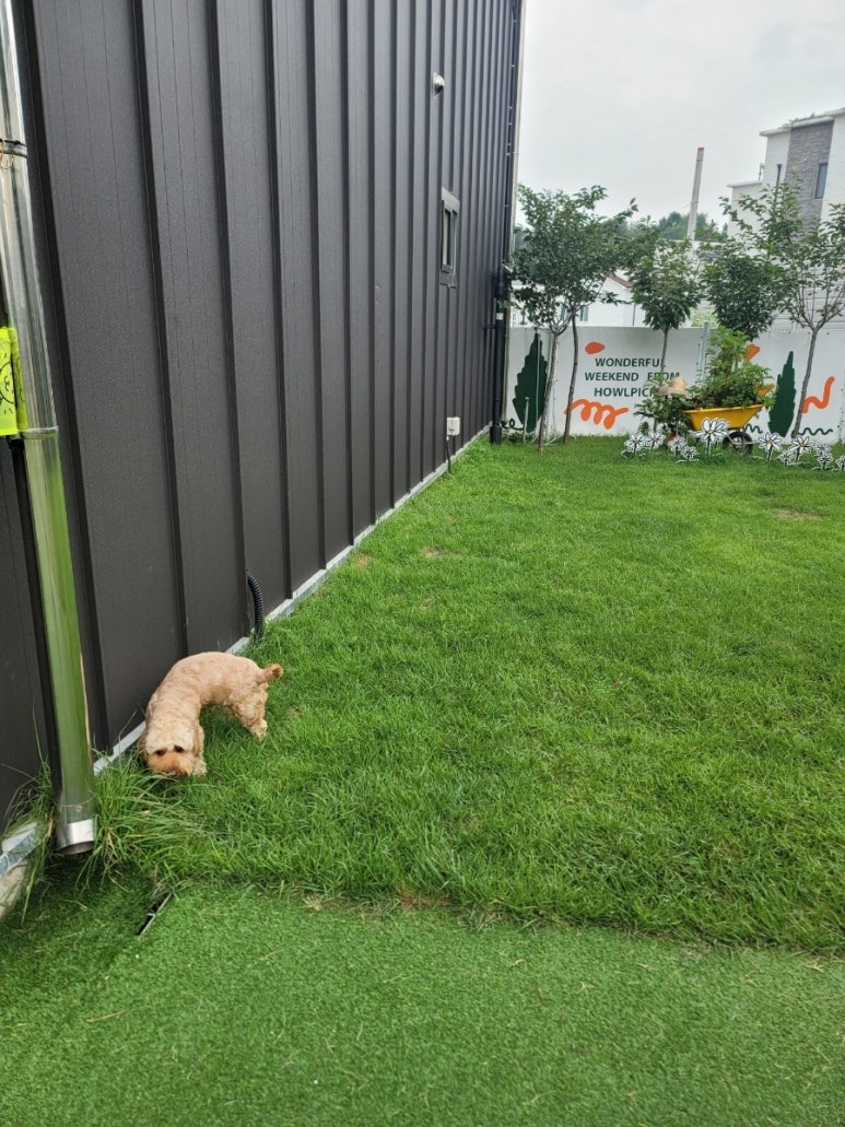 아이들이 뛰어놀기 좋은 반려동반 카페, 일산 하울픽스