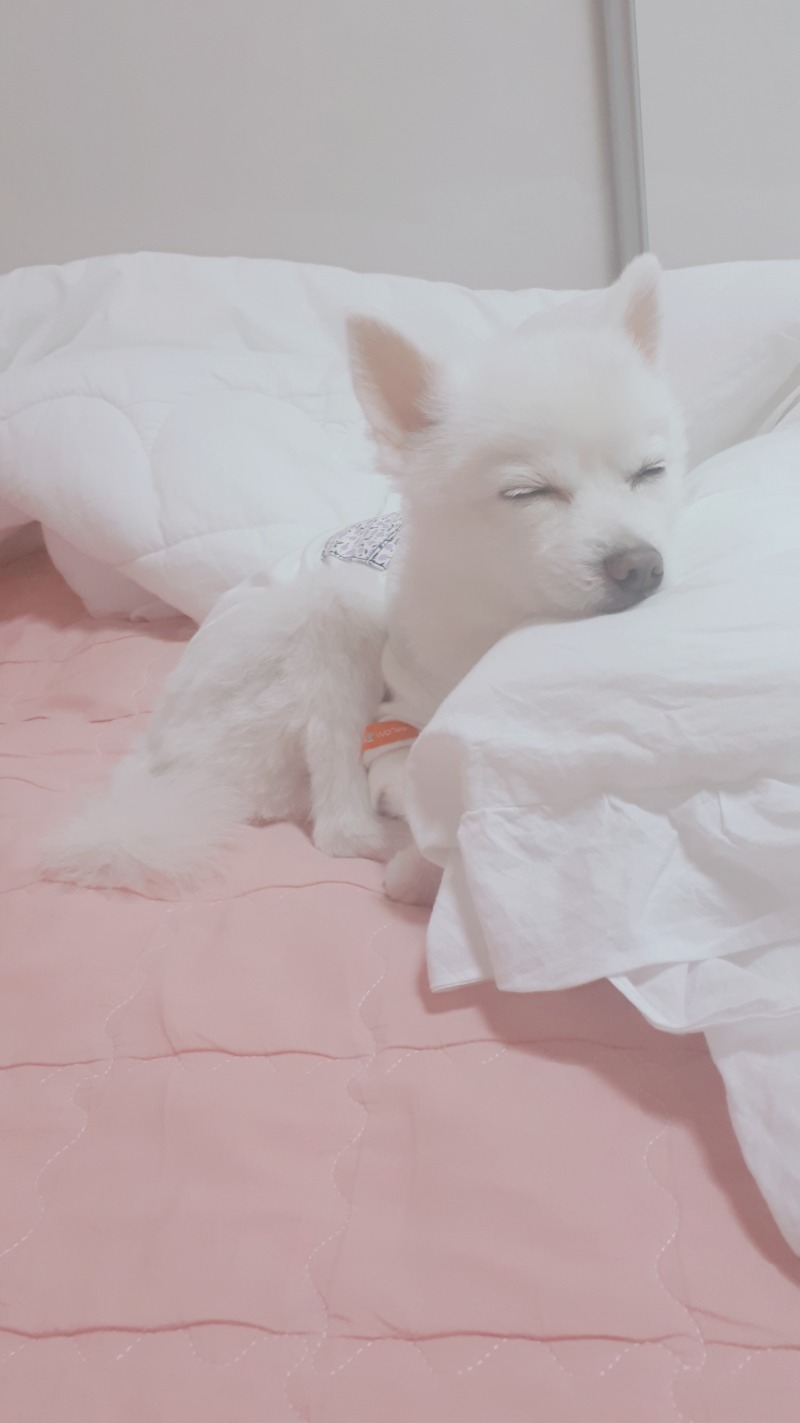 이런게 미견