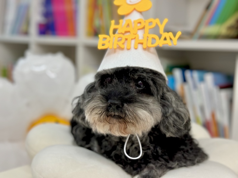 10살된 콩이 🖤