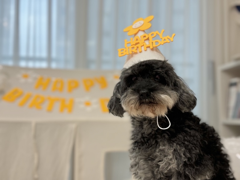 10살된 콩이 🖤