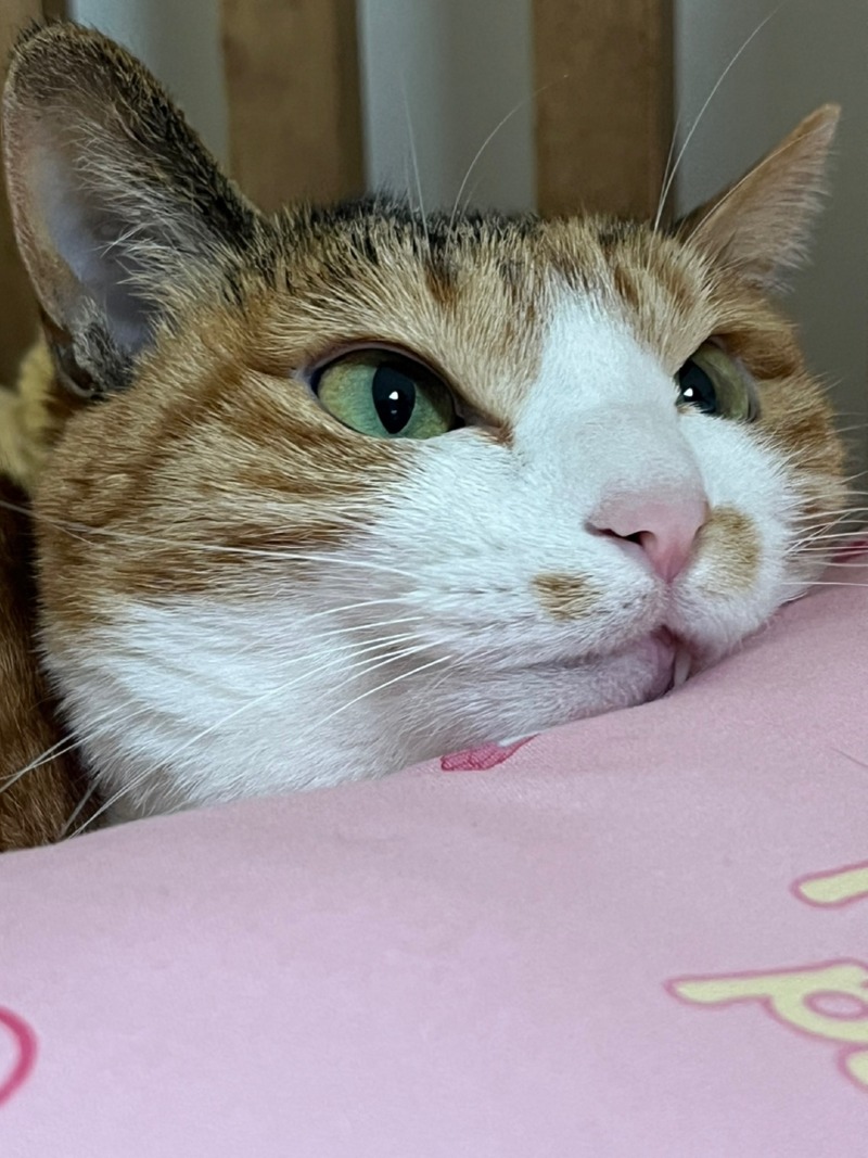 우리연시:)