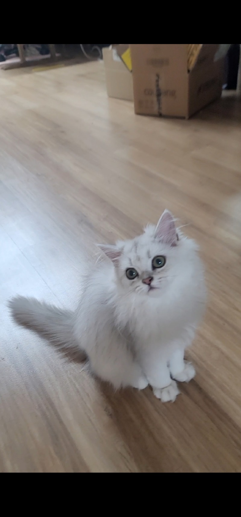줄리냥이 아기냥이