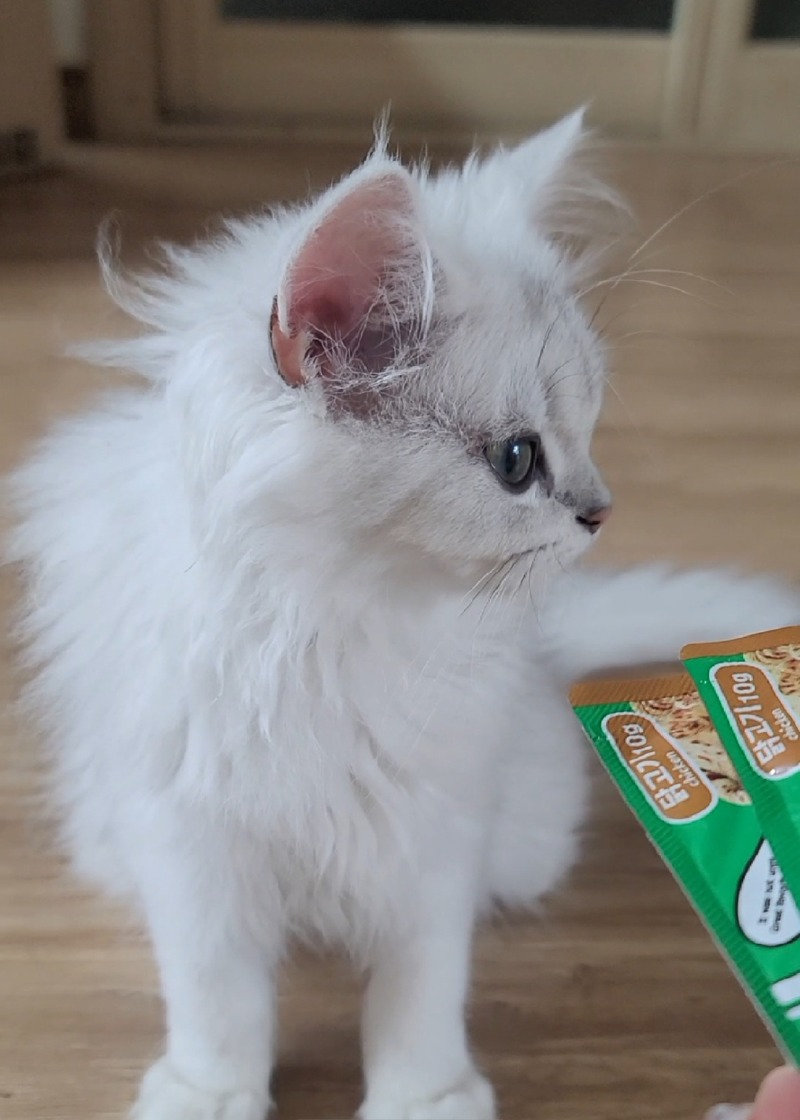 줄리냥이 아기냥이