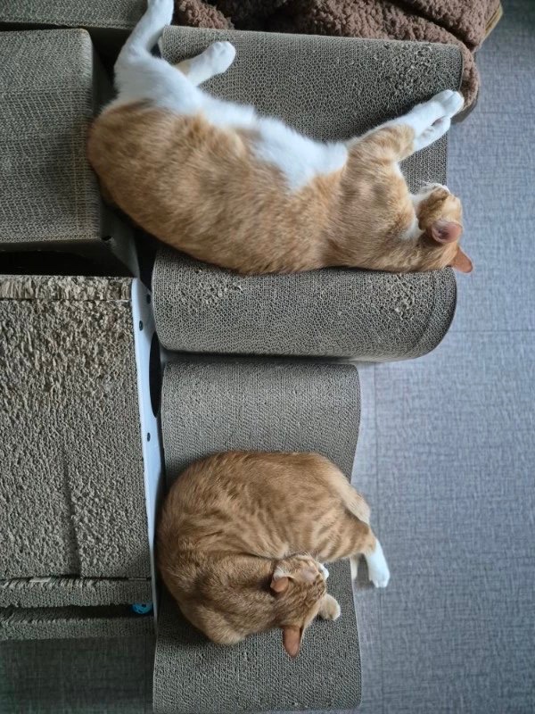 나르도 독특한 고앵이