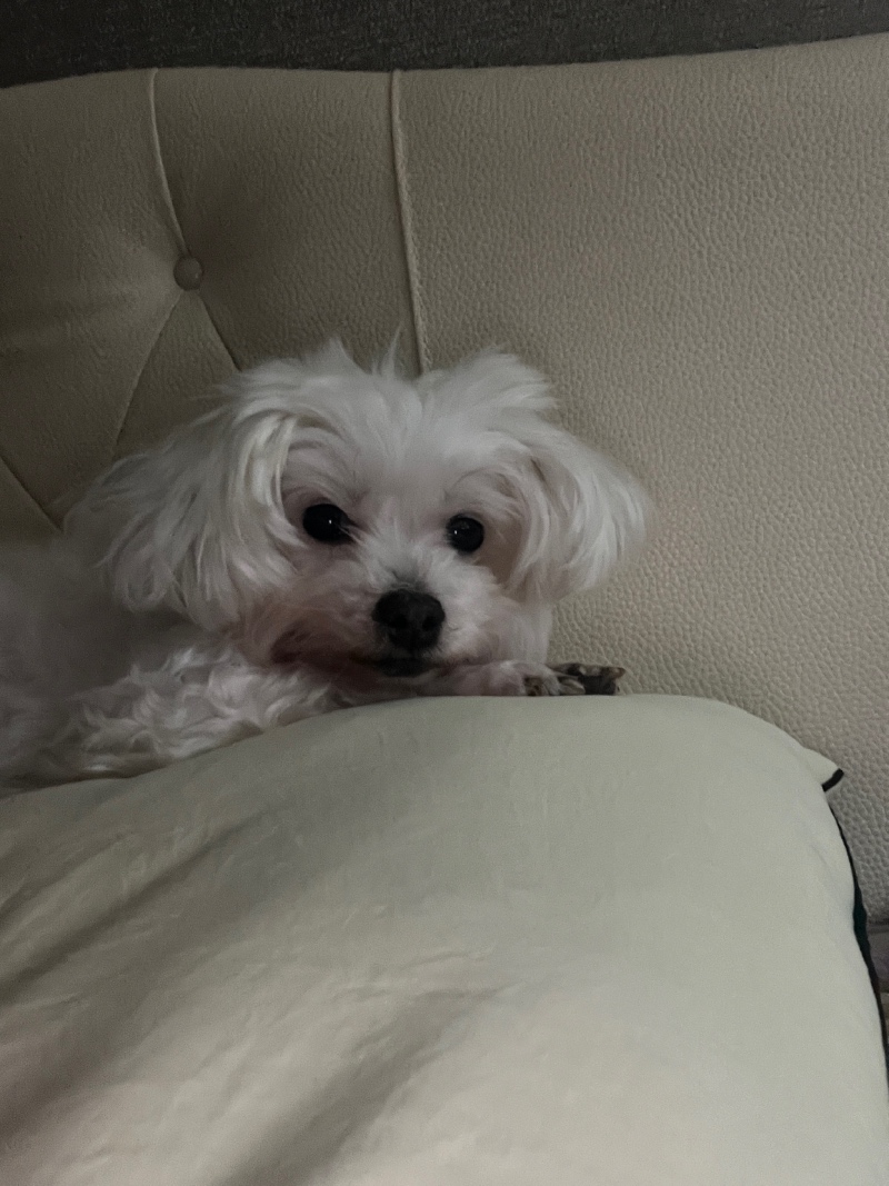 귀염둥이❤️