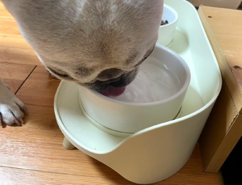 도그아이 타이디테이블식기.jpg