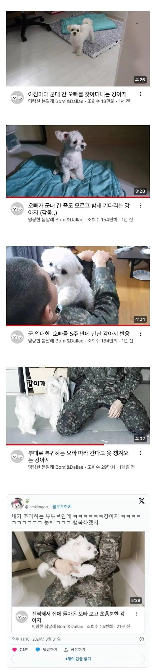 군대간 오빠를 기다리는 강아지 